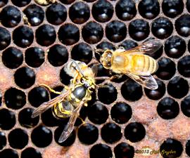  Yellowjacket feeding on a dead bee; photo by Robert Snyder
