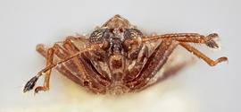   Acalypta parvula  male, frontal view; photo: Paul Langlois, USDA APHIS PPQ ITP Node, bugwood.org 

