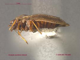   Acalypta saundersi , lateral view; photo: Don Griffiths, Spencer Entomological Collection, Beaty Biodiversity Museum, UBC 

