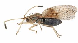   Acanthocheila armigera , lateral view; photo courtesy of USDA APHIS PPQ ITP imageID 
