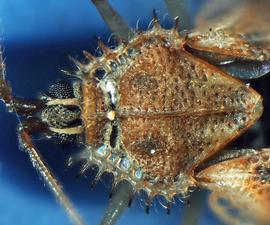   Acanthocheila armigera  head and pronotum, dorsal view; photo courtesy of USDA APHIS PPQ ITP imageID 
