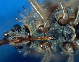   Acanthocheila armigera  head and thorax, ventral view; photo courtesy of USDA APHIS PPQ ITP imageID 
