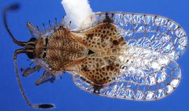   Acanthocheila armigera , dorsal view; photo courtesy of USDA APHIS PPQ ITP imageID 
