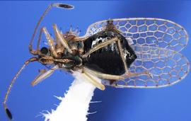   Acanthocheila armigera , ventral view; photo courtesy of USDA APHIS PPQ ITP imageID 
