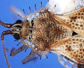   Acanthocheila armigera  head and pronotum, dorsal view; photo courtesy of USDA APHIS PPQ ITP imageID 
