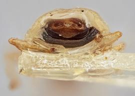   Agramma atricapillum  male, caudal view; photo: Paul Langlois, USDA APHIS PPQ ITP Node, bugwood.org 
