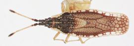   Atheas  sp., dorsal view; photo: Sindhu Krishnankutty 
