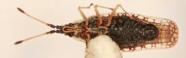   Atheas  sp., ventral view; photo: Sindhu Krishnankutty 
