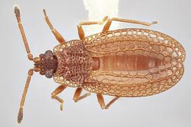   Campylosteira verna  male, dorsal view; photo: Paul Langlois, USDA APHIS PPQ ITP Node, bugwood.org 
