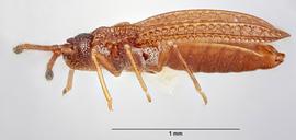   Campylosteira verna  male, lateral view; photo: Paul Langlois, USDA APHIS PPQ ITP Node, bugwood.org 
