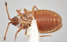   Campylosteira verna  male, ventral view; photo: Paul Langlois, USDA APHIS PPQ ITP Node, bugwood.org 
