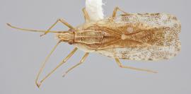   Cantacader quinquecostatus  male, dorsal view; photo: Paul Langlois, USDA APHIS PPQ ITP Node, bugwood.org 
