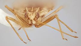   Cantacader quinquecostatus  male head, frontal view; photo: Paul Langlois, USDA APHIS PPQ ITP Node, bugwood.org 
