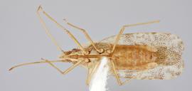   Cantacader quinquecostatus  male, ventral view; photo: Paul Langlois, USDA APHIS PPQ ITP Node, bugwood.org 
