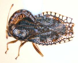   Cochlochila bullita , dorsolateral view; photo courtesy of USDA APHIS PPQ ITP imageID 
