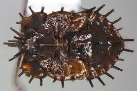   Cochlochila bullita  nymph, dorsal view; photo courtesy of USDA APHIS PPQ ITP imageID 
