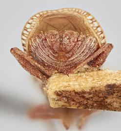   Copium clavicorne  female, caudal view; photo: Paul Langlois, USDA APHIS PPQ ITP Node, bugwood.org 
