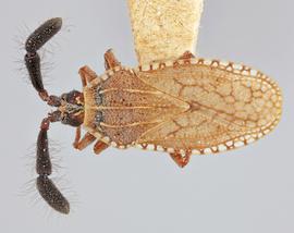  Copium clavicorne  female, dorsal view; photo: Paul Langlois, USDA APHIS PPQ ITP Node, bugwood.org 
