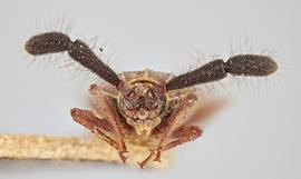  Copium clavicorne  female, frontal view; photo: Paul Langlois, USDA APHIS PPQ ITP Node, bugwood.org 
