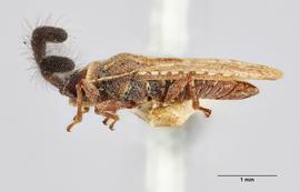   Copium clavicorne  female, lateral view; photo: Paul Langlois, USDA APHIS PPQ ITP Node, bugwood.org 
