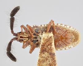   Copium clavicorne  female, ventral view; photo: Paul Langlois, USDA APHIS PPQ ITP Node, bugwood.org 

