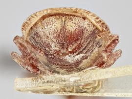   Copium teucrii  female, caudal view; photo: Paul Langlois, USDA APHIS PPQ ITP Node, bugwood.org 
