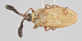   Copium teucrii  female, dorsal view; photo: Paul Langlois, USDA APHIS PPQ ITP Node, bugwood.org 
