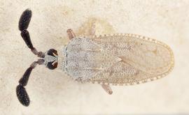   Copium teucrii  male, dorsal view; photo: Paul Langlois, USDA APHIS PPQ ITP Node, bugwood.org 
