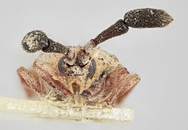   Copium teucrii  female, frontal view; photo: Paul Langlois, USDA APHIS PPQ ITP Node, bugwood.org 
