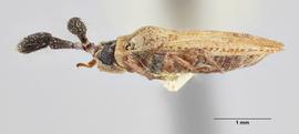   Copium teucrii  female, lateral view; photo: Paul Langlois, USDA APHIS PPQ ITP Node, bugwood.org 
