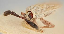   Copium teucrii  male, laterofrontal view; photo: Paul Langlois, USDA APHIS PPQ ITP Node, bugwood.org 
