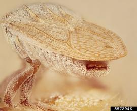   Copium teucrii  male posterior; photo: Paul Langlois, USDA APHIS PPQ ITP Node, bugwood.org 
