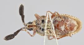   Copium teucrii  female, ventral view; photo: Paul Langlois, USDA APHIS PPQ ITP Node, bugwood.org 
