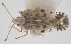   Corythaica caestri , dorsal view; photo: Pests and Diseases Image Library, bugwood.org, (CC) BY-NC 3.0 
