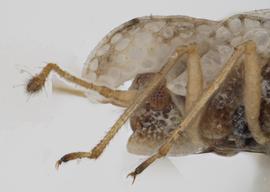   Corythaica caestri  head, lateral view; photo: Pests and Diseases Image Library, bugwood.org, (CC) BY-NC 3.0 
