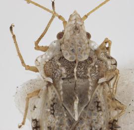   Corythaica caestri  head and thorax, dorsal view; photo: Pests and Diseases Image Library, bugwood.org, (CC) BY-NC 3.0 
