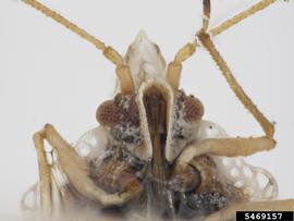   Corythaica caestri  head, ventral view; photo: Pests and Diseases Image Library, bugwood.org, (CC) BY-NC 3.0 

