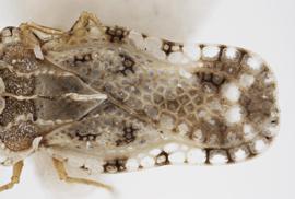   Corythaica caestri  thorax and abdomen, dorsal view; photo: Pests and Diseases Image Library, bugwood.org, (CC) BY-NC 3.0 
