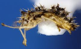   Corythaica carinata  nymph, lateral view; photo courtesy of USDA APHIS PPQ ITP imageID 
