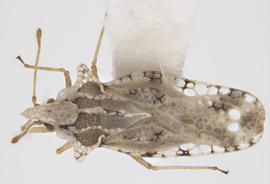   Corythaica cyathicollis , dorsal view; photo: Pests and Diseases Image Library, bugwood.org, (CC) BY-NC 3.0 
