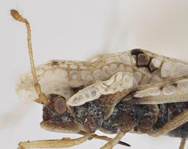   Corythaica cyathicollis  head, lateral view; photo: Pests and Diseases Image Library, bugwood.org, (CC) BY-NC 3.0 
