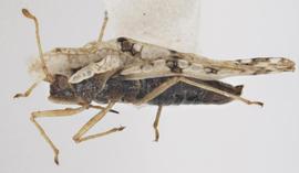   Corythaica cyathicollis , lateral view; photo: Pests and Diseases Image Library, bugwood.org, (CC) BY-NC 3.0 
