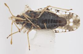   Corythaica cyathicollis , ventral view; photo: Pests and Diseases Image Library, bugwood.org, (CC) BY-NC 3.0 
