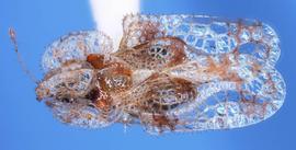   Corythucha arcuata , dorsal view; photo courtesy of USDA APHIS PPQ ITP imageID 
