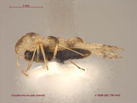   Corythucha arcuata , lateral view; photo: Don Griffiths, Spencer Entomological Collection, Beaty Biodiversity Museum, UBC 
