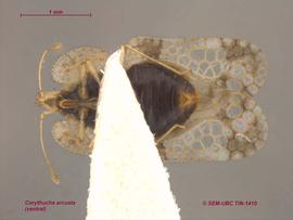   Corythucha arcuata , ventral view; photo: Don Griffiths, Spencer Entomological Collection, Beaty Biodiversity Museum, UBC 
