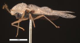   Corythucha ciliata , lateral view; photo: Pests and Diseases Image Library, bugwood.org (CC) BY-NC 3.0 
