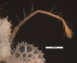   Corythucha ciliata  antenna; photo: Pests and Diseases Image Library, bugwood.org (CC) BY-NC 3.0 
