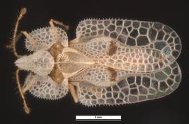   Corythucha ciliata  female, dorsal view; photo: Pests and Diseases Image Library, bugwood.org (CC) BY-NC 3.0 
