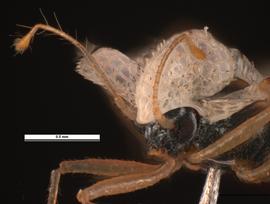   Corythucha ciliata  head, frontal view; photo: Pests and Diseases Image Library, bugwood.org (CC) BY-NC 3.0 

